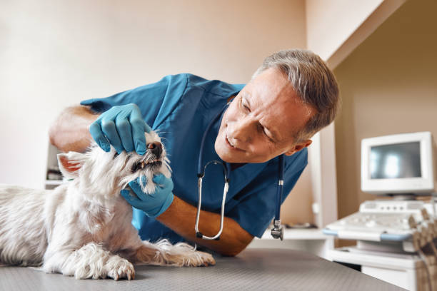 Best 24-Hour Emergency Dentist in White Bluff, TN